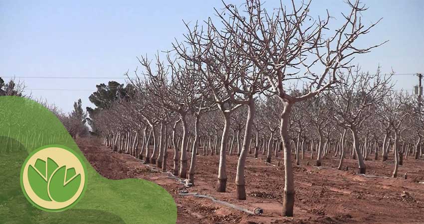 تاثیر خشکسالی روی درختان پسته