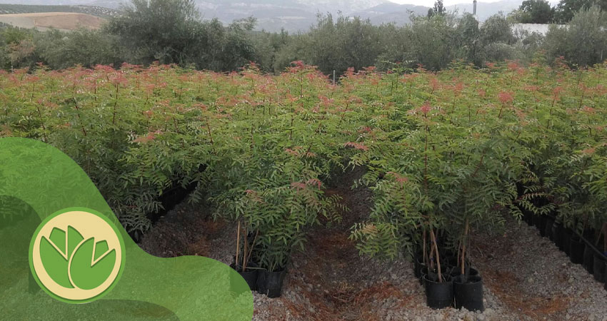 نهال پسته هیبریدی