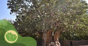کهن سال ترین درخت پسته
