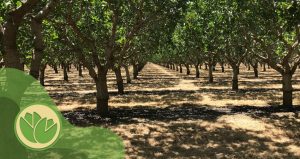 کود شیمیایی برای پسته