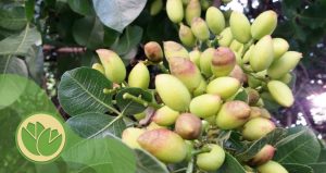 پیشگیری از آفات پسته