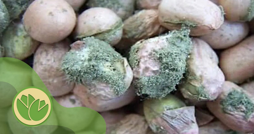 آفلاتوکسین پسته چیست