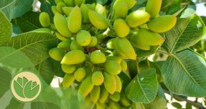 چاقاله پسته چیست