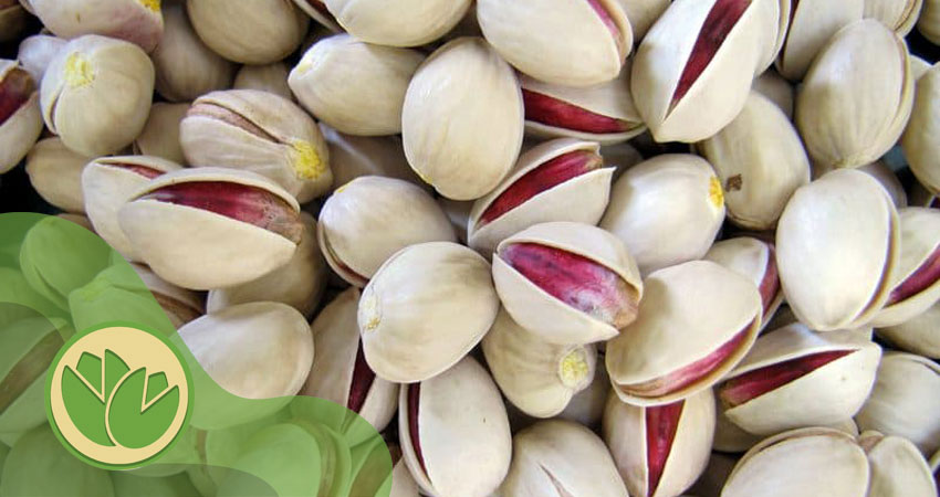 پسته سفید نوق