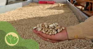 قطب تولید پسته در ایران