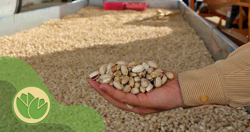 قطب تولید پسته در ایران