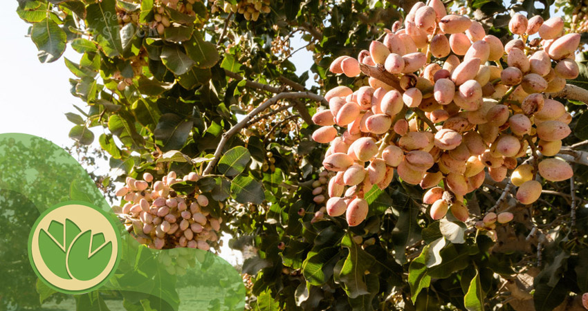 مقدار مصرف فروت ست برای پسته