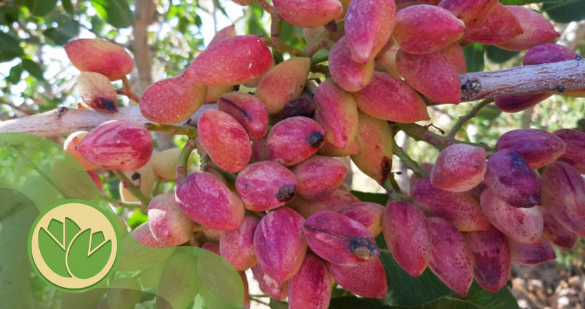 باردهی پسته بعد از پیوند