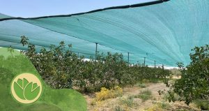 کنترل دمای باغ پسته در تابستان