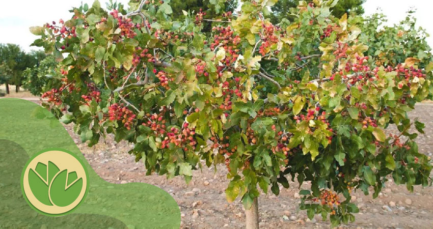 قیمت نهال پیوندی پسته اکبری