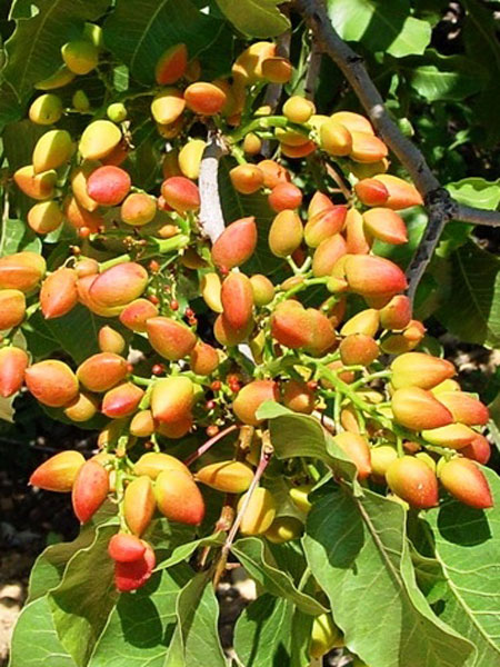 مزایای استفاده از نهال پسته اصلاح شده اسرائیلی