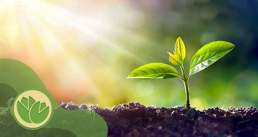 قیمت نهال پسته یک ساله