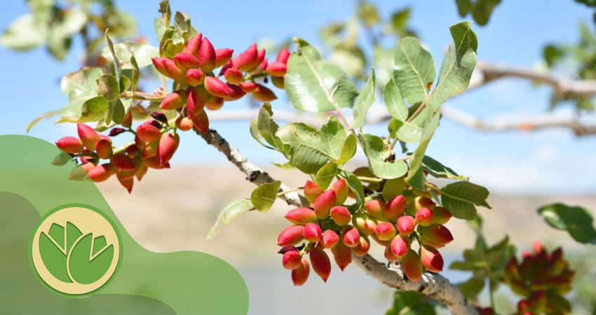  چرا باید نهال پسته پیوند خورده اصفهان بخریم؟