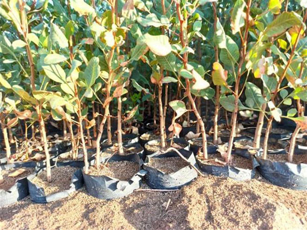 چرا باید نهال پسته پیوند کرمان بخریم؟