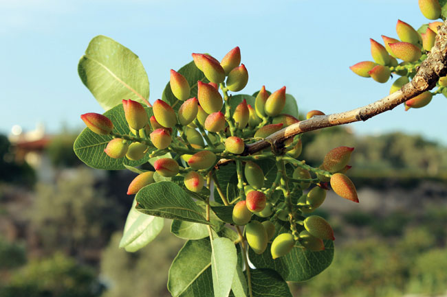 نیاز آبی درخت پسته 7 ساله چطور است؟