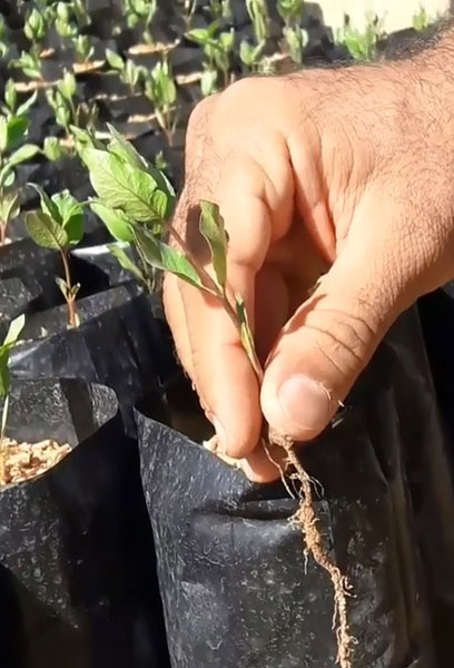 نکات مهم در خرید نهال پسته