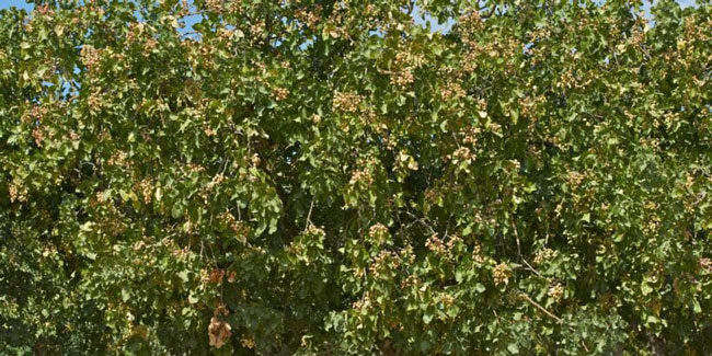 نهال پسته کله قوچی
