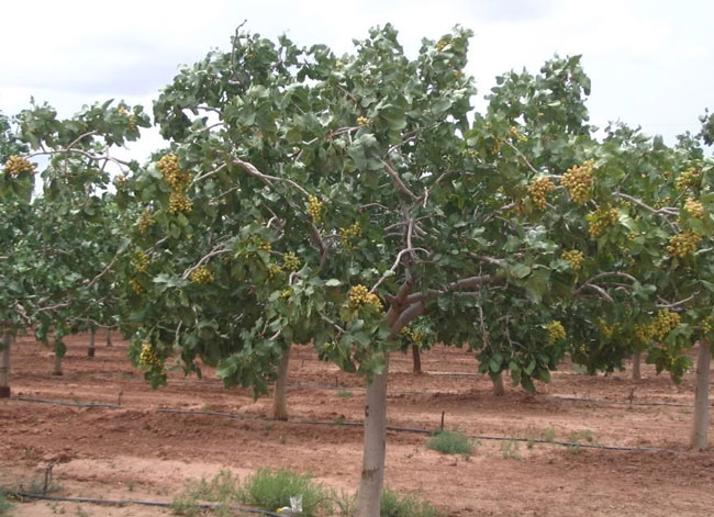 نهال پسته اکبری