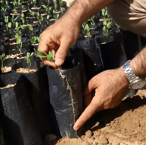 محدوده قیمت نهال پسته پیوند خورده