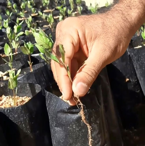 نگهداری نهال های پسته