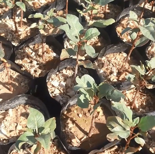عوامل مؤثر بر قیمت نهال پسته پیوند خورده 
