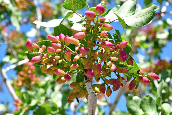 باغ تجاری پسته چه ویژگی هایی دارد!؟
